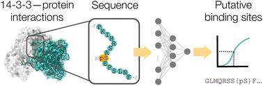 Identifying 14-3-3 interactome binding sites with deep learning