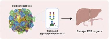 Decoration of gold nanoparticles with glycopeptides leads to a lower cellular uptake and liver retention†