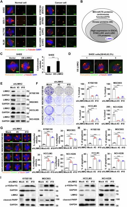 LIMK2 promotes centrosome clustering and cancer progression by activating MST4-mediated phosphorylation of NPM1