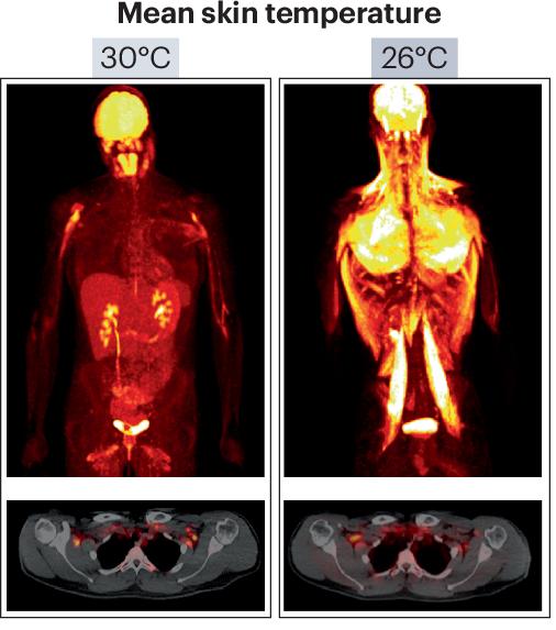 Adipose tissue thermogenesis is not proportional to temperature