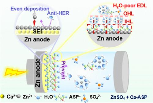 Constructing Calcium-Rich SEI and H2O-Poor EDL Enables Stable Zinc-Ion Pouch Cells
