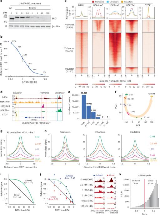Precise modulation of BRG1 levels reveals features of mSWI/SNF dosage sensitivity