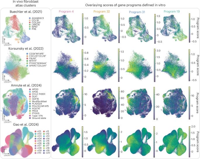 Recreating fibroblast diversity in vitro by activating transcription factors
