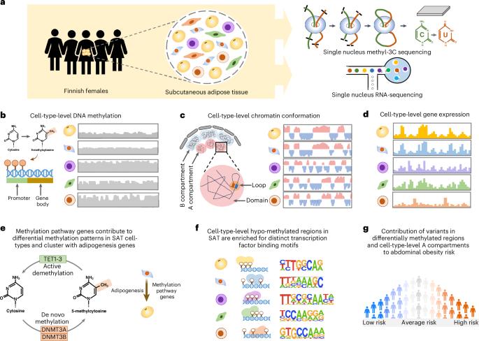 Single-cell DNA methylome and 3D genome atlas of human subcutaneous adipose tissue