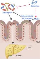 Berberine alleviates metabolic dysfunction-associated steatohepatitis by enhancing the abundance of Akkermansia muciniphila