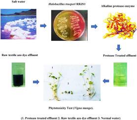 Biodegradation and phytotoxicity evaluation of textile azo dye effluent using alkaline protease enzyme from halophilic bacterium Halobacillus trueperi RRJS1