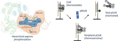 McsB Regulates CtsR Thermosensing Through Peripheral Arginine Phosphorylation