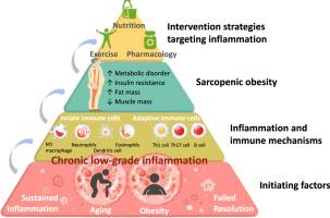 Role of immunity and inflammation in sarcopenic obesity