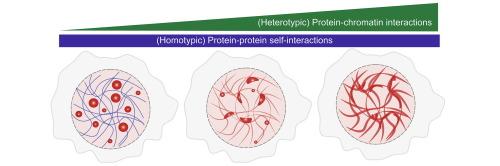 Chromatin Binding Regulates Phase Behavior and Morphology of Condensates Formed by Prion-like Domains