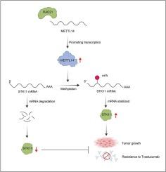 m6A mRNA methylation initiated by METTL14 promotes STK11 translation and increases STK11 activity to induce anti-HER2 therapy resistance in breast cancer
