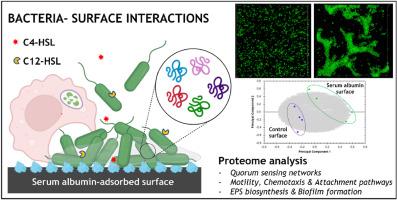 Pre-adsorption of serum albumin on biomaterial surfaces modulates bacteria-surface interactions and alters bacterial physiological responses