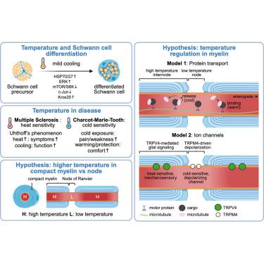 New insights into the influence of temperature on axonal transport and function in myelinated regions of Schwann cells