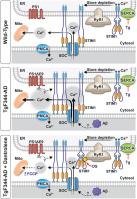 Dantrolene normalizes heightened Ca2+ influx in activated T cells from the familial Alzheimer's disease TgF344-AD rats