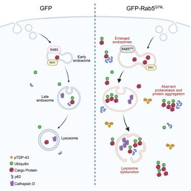 Endolysosomal dysfunction impairs proteostasis and induces neurodegeneration in vivo