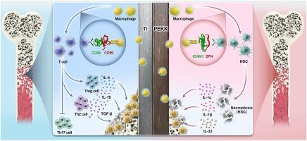 Macrophage-related immune responses to polyetherketoneketone bone implants: Single-cell transcriptome analysis