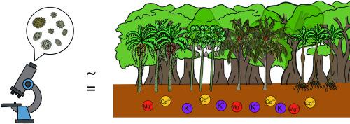 Soil phytolith assemblages reflect palm community composition in western Amazonia