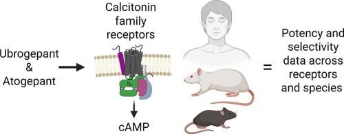 Pharmacological characterization of ubrogepant and atogepant in cAMP assays at human, rat, and mouse calcitonin family receptors in transfected cells