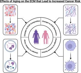 Aging and the extracellular matrix: A tumor-permissive microenvironment driving cancer progression