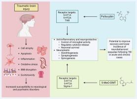 Examining the potential of psilocybin and 5-MeO-DMT as therapeutics for traumatic brain injury