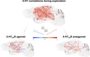 5-HT2A receptors shape whole-brain monoaminergic coherence in male mice