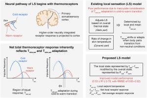 Incorporating thermoreceptor responses in a local sensation model to account for setpoint adaptation during cold-to-warm transition