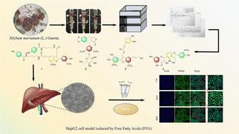 New phenylpropanoids isolated from Silybum marianum (L.) Gaertn. and their anti-steatotic activity in vitro