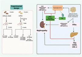 Cinnamic acid ameliorates diabetic nephropathy in rats via Nrf2 activation and inflammation modulation