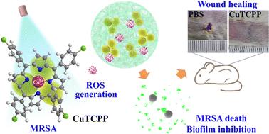 Copper(ii) complexes with porphyrins for photodynamic elimination of drug-resistant pathogens