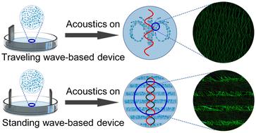 In-Petri-dish traveling and standing acoustic wave-assisted fabrication of anisotropic collagen hydrogels