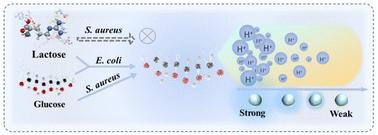 A novel fluorescent sensing system based on pH-responsive carbon dots for the identification and detection of bacteria