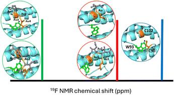 19F NMR as a tool to probe drug binding and structural dynamics in ferritin-based nanocarriers