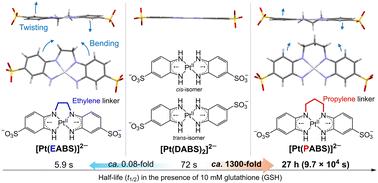 Contrasting effects of ethylene and propylene linkers on the kinetic stability of water-soluble near-infrared-absorbing diradical-PtII complexes