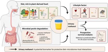 Integrating population-based metabolomics with computational microbiome modelling identifies methanol as a urinary biomarker for protective diet–microbiome–host interactions