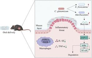 Corynebacterium glutamicum alleviated colitis by downregulating the TNF signaling pathway mediated by cIAP1/2 in mice