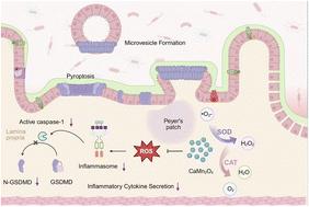 A calcium manganese-based pancatalytic nanozyme as a cell pyroptosis inhibitor for efficient inflammatory bowel disease treatment