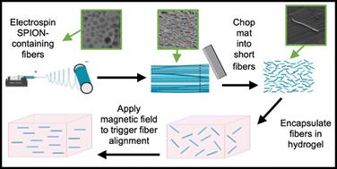 Temporal and spatial control over fiber alignment within hyaluronic acid hydrogels using magnetic fields