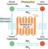 Computational design of an improved photoswitchable psychedelic based on light absorption, membrane permeation and protein binding