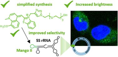 A genetically encoded Mango II-based system with increased brightness and selectivity for imaging RNAs in live cells