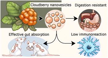 Cloudberry-derived nanovesicles as stable oral drug delivery systems: gastrointestinal stability and age-related biodistribution in mice