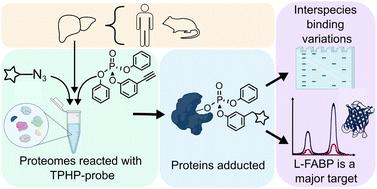 Chemical proteomics reveals human liver fatty acid binding protein as a predominant and selective target of triphenyl phosphate