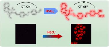 A fluorescent probe for detecting and imaging sulfur dioxide derivatives in vitro and in vivo