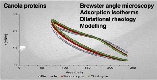 Canola Proteins at the Air–Water Interface
