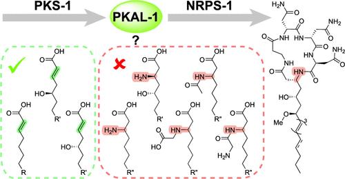 Characterizing the Biochemical Role of an Unusual Fatty Acyl-AMP Ligase from a Hybrid PKS-NRPS Pathway in Nematodes