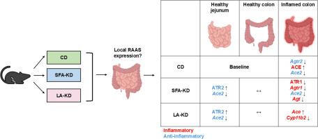 Ketogenic diet influences the renin-angiotensin-aldosterone system components in the healthy and inflamed intestine of male mice