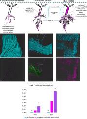 Root hairs are essential for dsRNA nanoparticle uptake