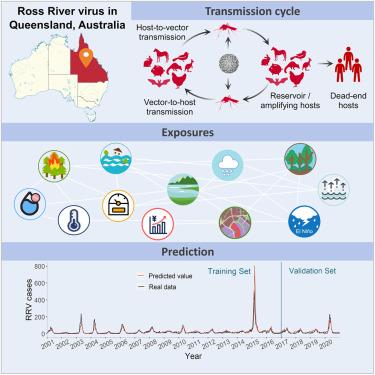 Unpacking Ross River virus trends in Queensland: Regional insights and predictive modeling