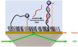 Electrochemical and plasmonic detection methods yield comparable analytical performance for DNA hybridization