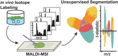 Unsupervised machine learning for mass spectrometry imaging data analysis with in vivo isotope labeling