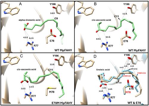 A Thermostable Fatty Acid Hydratase from Marinitoga Piezophila with Low Temperature Optimum and Broad Product Scope