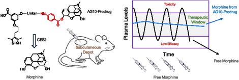 Design of a Long-Acting Morphine Prodrug for Safe Opioid Delivery